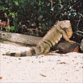 Iguana Florida Keys.jpg