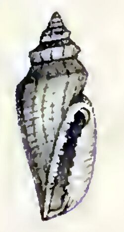 Eucithara crystallina 001.jpg