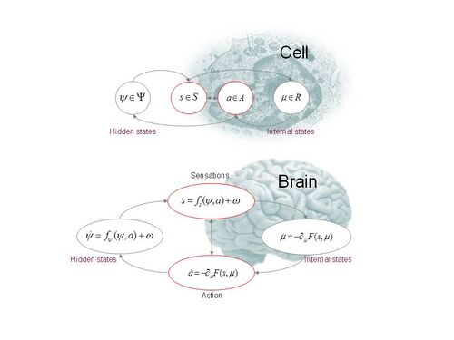 These schematics illustrate the partition of states into internal and hidden or external states that are separated by a Markov blanket – comprising sensory and active states. The lower panel shows this partition as it would be applied to action and perception in the brain; where active and internal states minimise a free energy functional of sensory states. The ensuing self-organisation of internal states then correspond perception, while action couples brain states back to external states. The upper panel shows exactly the same dependencies but rearranged so that the internal states are associated with the intracellular states of a cell, while the sensory states become the surface states of the cell membrane overlying active states (e.g., the actin filaments of the cytoskeleton).