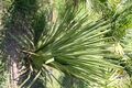 Copernicia rigida 1zz.jpg