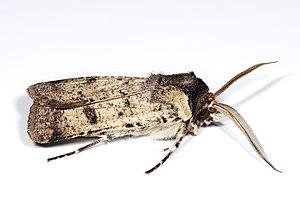 Agrotis porphyricollis.jpg