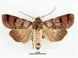 Agrotis porphyricollis female.jpg