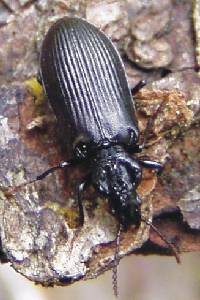 Pythos kolwensis - sällsynt urskogsskalbagge.jpg