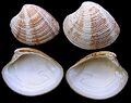 Chamelea striatula