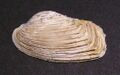 Irus elegans from New Zealand
