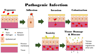 Image depicts the steps of pathogenic infection.[39][40]