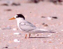DOC Fairy Tern photos 06 (cropped for speciesbox).jpg