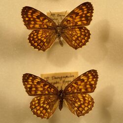 Melitaea protomedia by OpenCage.jpg