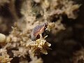 Live Pardalinops testudinarius