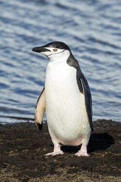 South Shetland-2016-Deception Island–Chinstrap penguin (Pygoscelis antarctica) 04.jpg