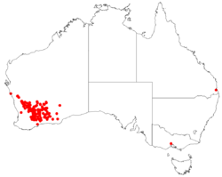 AllocasuarinacorniculataDistributionMap7.png