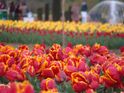 Red and Yellow Tulips.JPG