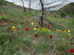 Lëndina e tulipanëve.JPG