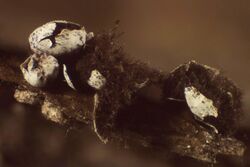 Diderma umbilicatum 002.jpg