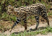 Spotted Serval on a path