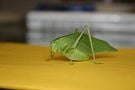 2006 09 13 Katydid.jpg
