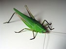 GreenKatydid.jpg