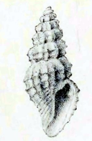 Mangelia posidonia 001.jpg