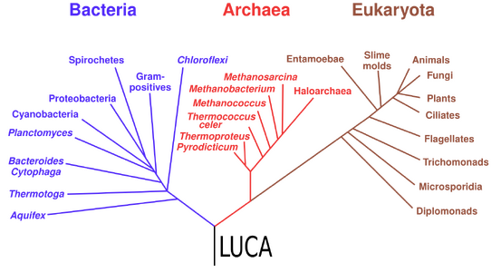 Phylogenetic tree showing the last universal common ancestor (LUCA) at the root. The major clades are the Bacteria on one hand, and the Archaea and Eukaryota on the other.