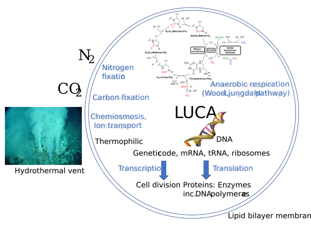 LUCA systems and environment included the Wood–Ljungdahl pathway.[9]