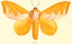 Pl.03-20-Mahanta quadrilinea Moore, 1879.JPG