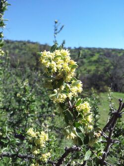 Trevoa quinquenervia.jpg