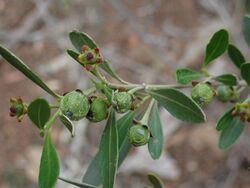 Bertya opponens P6090009.jpg