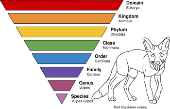 Graph showing the main taxonomic ranks of Vulpes vulpes