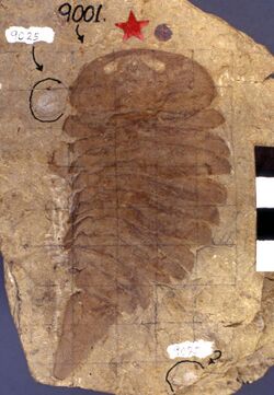 Strabops thatcheri fossil aglaspidid. Potosi Dolomite, Upper Cambrian.jpg