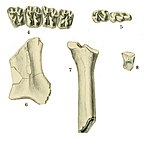 Epihippus gracilis teeth and bones.jpg