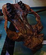 Telmatherium cornutum.JPG