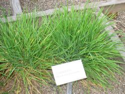Hordeum marinum - Oslo botanical garden - IMG 8875.jpg