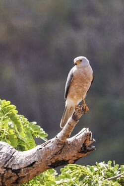 Accipiter sylvestris - Elang Alap Kelabu.jpg