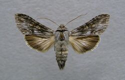 Cucullia xeranthemi.jpg