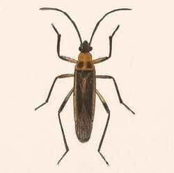 Biologia Centrali-Americana - Stenomacra marginella.jpg