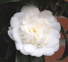 Camellia