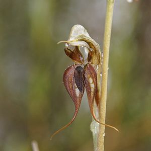 Pterostylis lingua.jpg