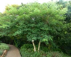 Acacia polyacantha, habitus, Walter Sisulu NBT.jpg