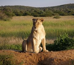 Female (Lioness)