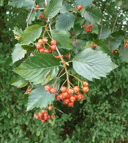 Sorbus badensis 170911b.JPG