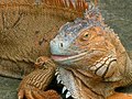 Iguana.jpg