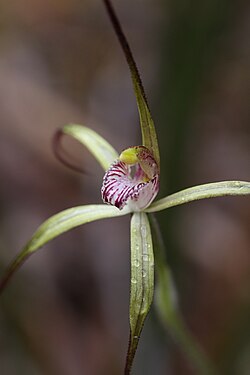 Caladenia abbreviata.jpg