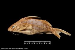 Synodontis obesus Boulenger, 1898 1057175519.jpg