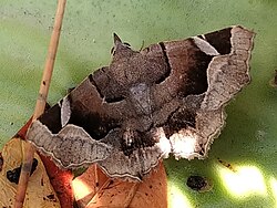 Zethes insularis.jpg