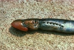 Lampetra fluviatilis in Pirita river, Estonia