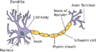 Neuron.svg