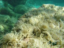 Wrangelia penicillata.JPG