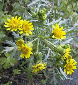 Senecio cambrensis closeup.jpg