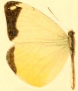 Enantia limnorina female.JPG