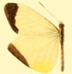 Enantia limnorina male.JPG